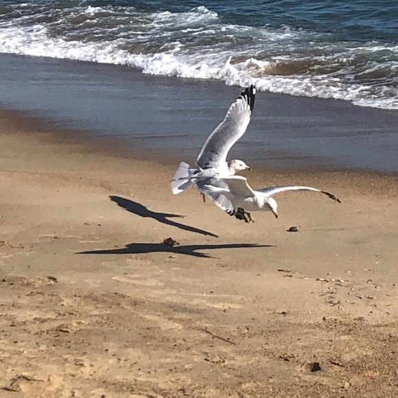 Meet your Posher, Leia - Picture 1 of 1